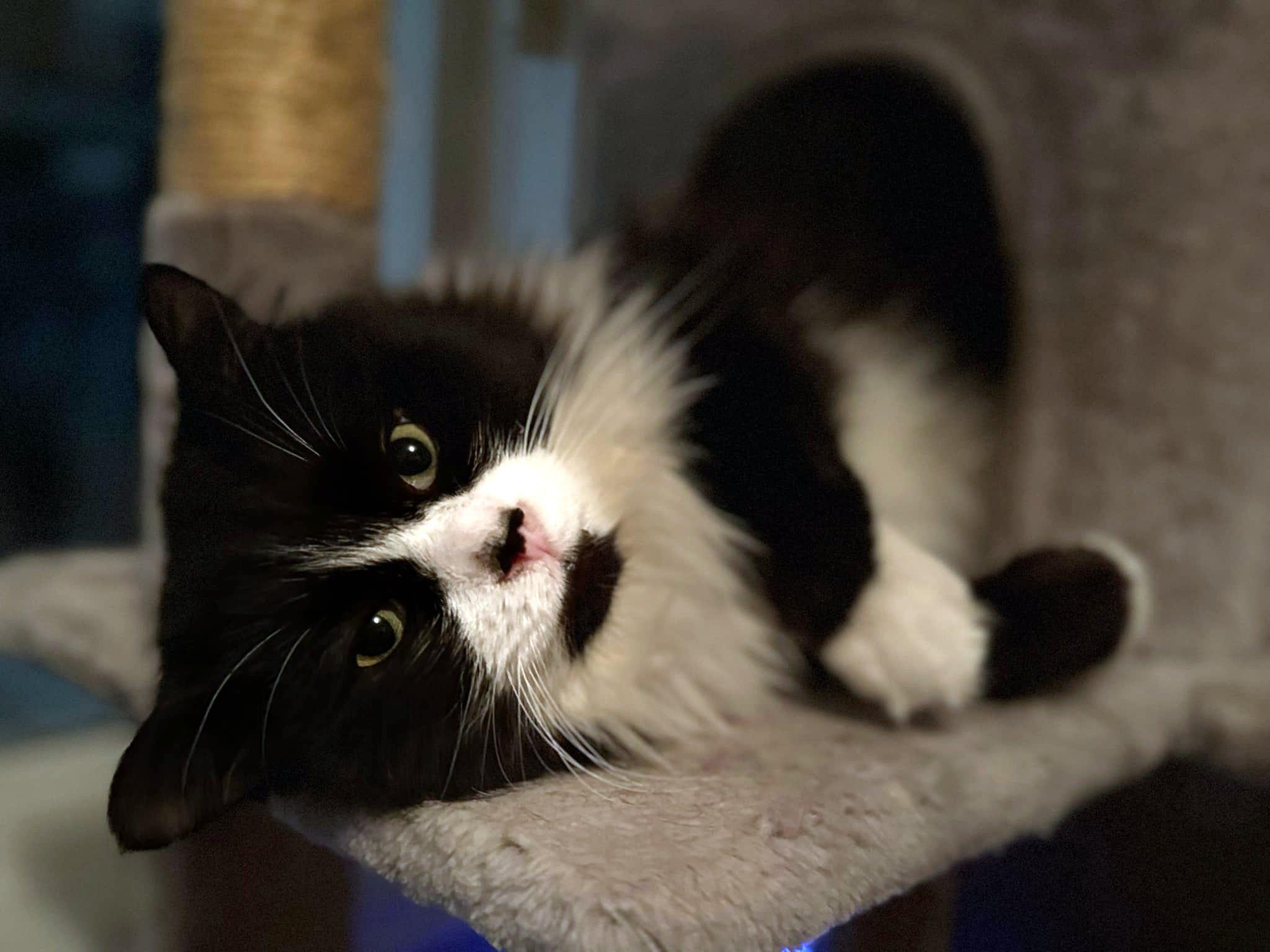 Lutin, a Adoptable Tuxedo in Verdun, QC image 5/5