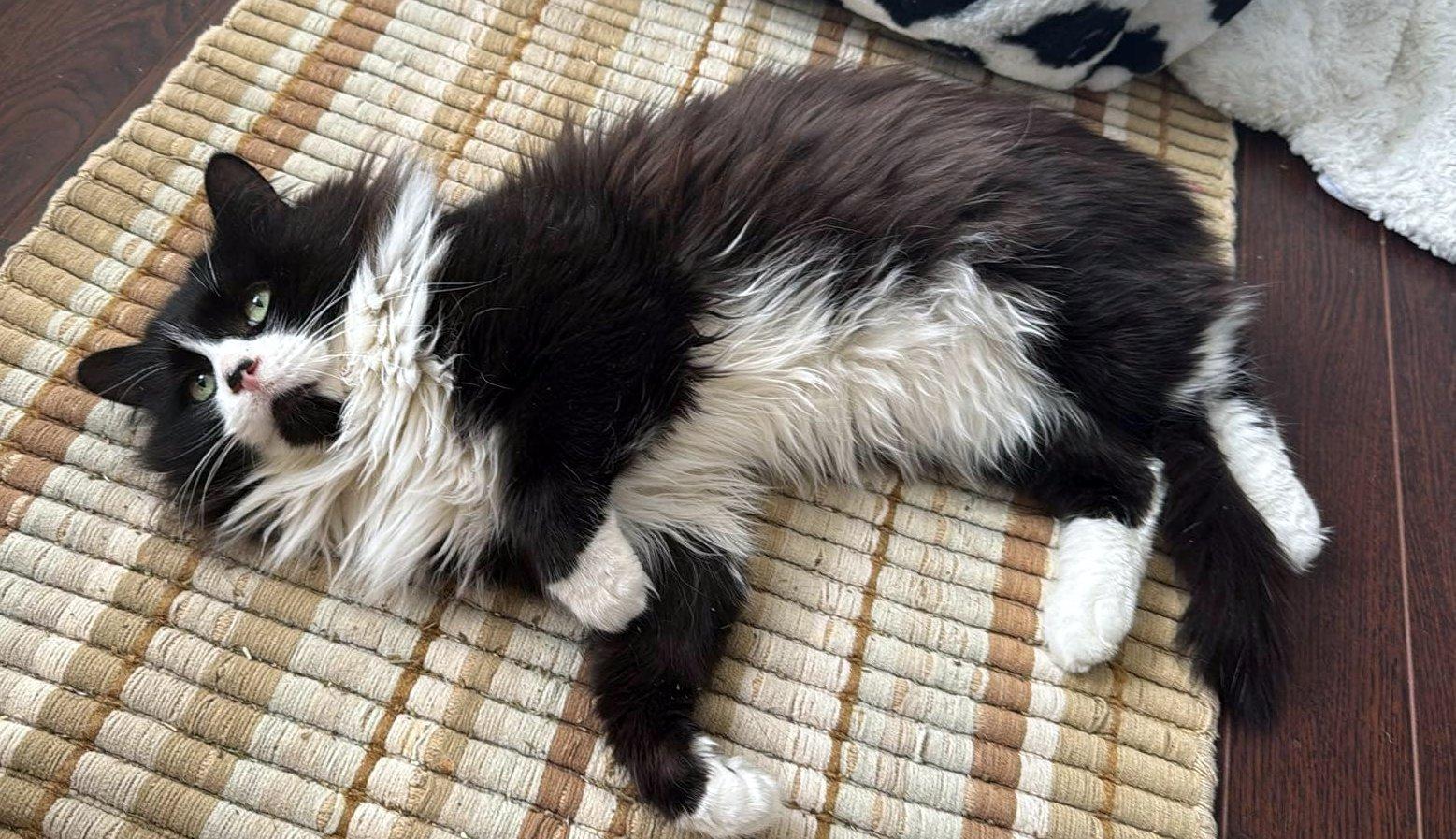 Lutin, a Adoptable Tuxedo in Verdun, QC image 4/5