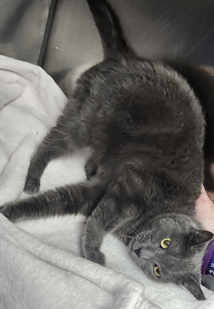 Enlarge Scher, a Adopted Domestic Short Hair in Hasbrouck Heights, NJ image 4/4