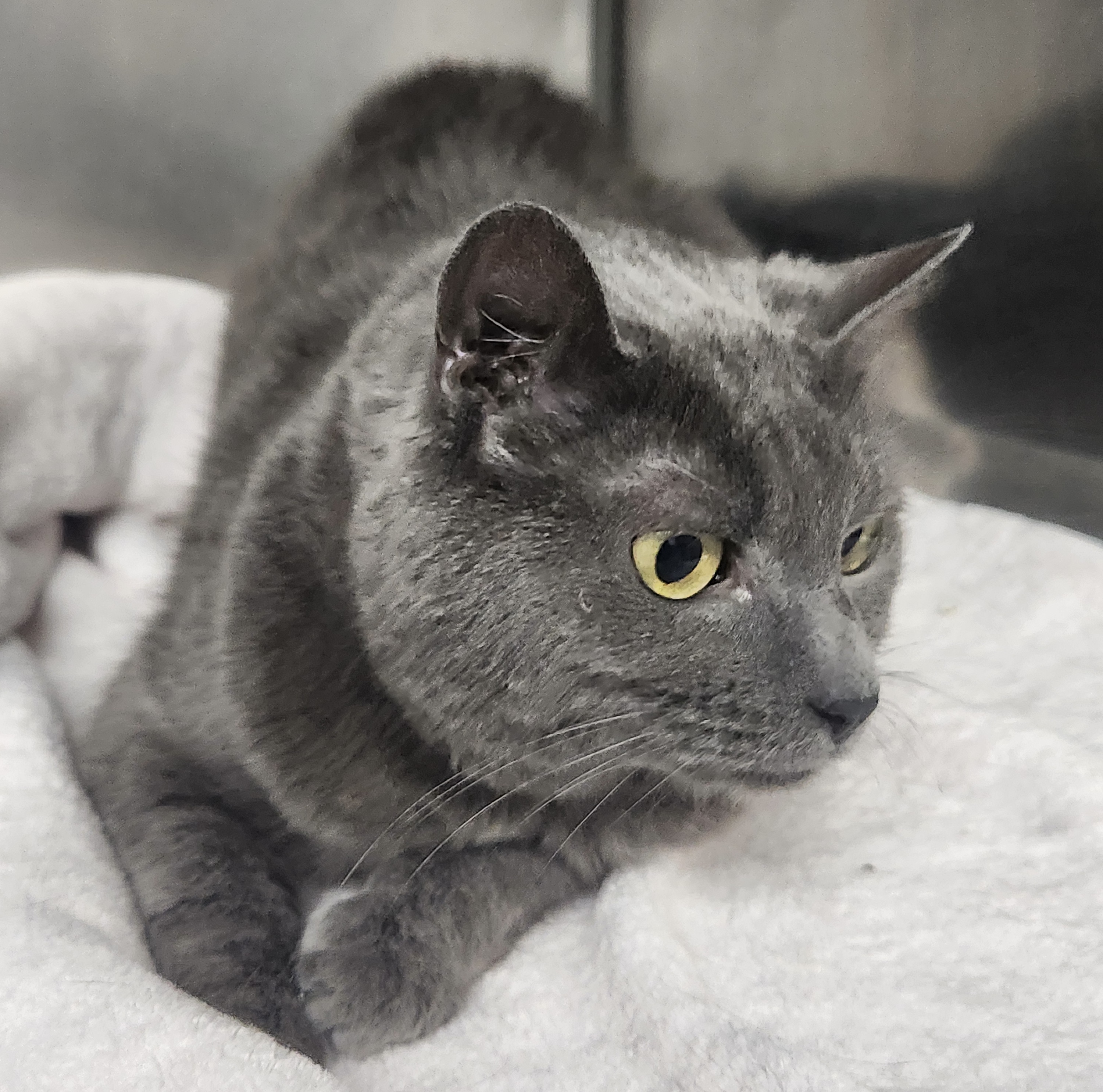 Scher, Adopted, Young Female Domestic Short Hair.