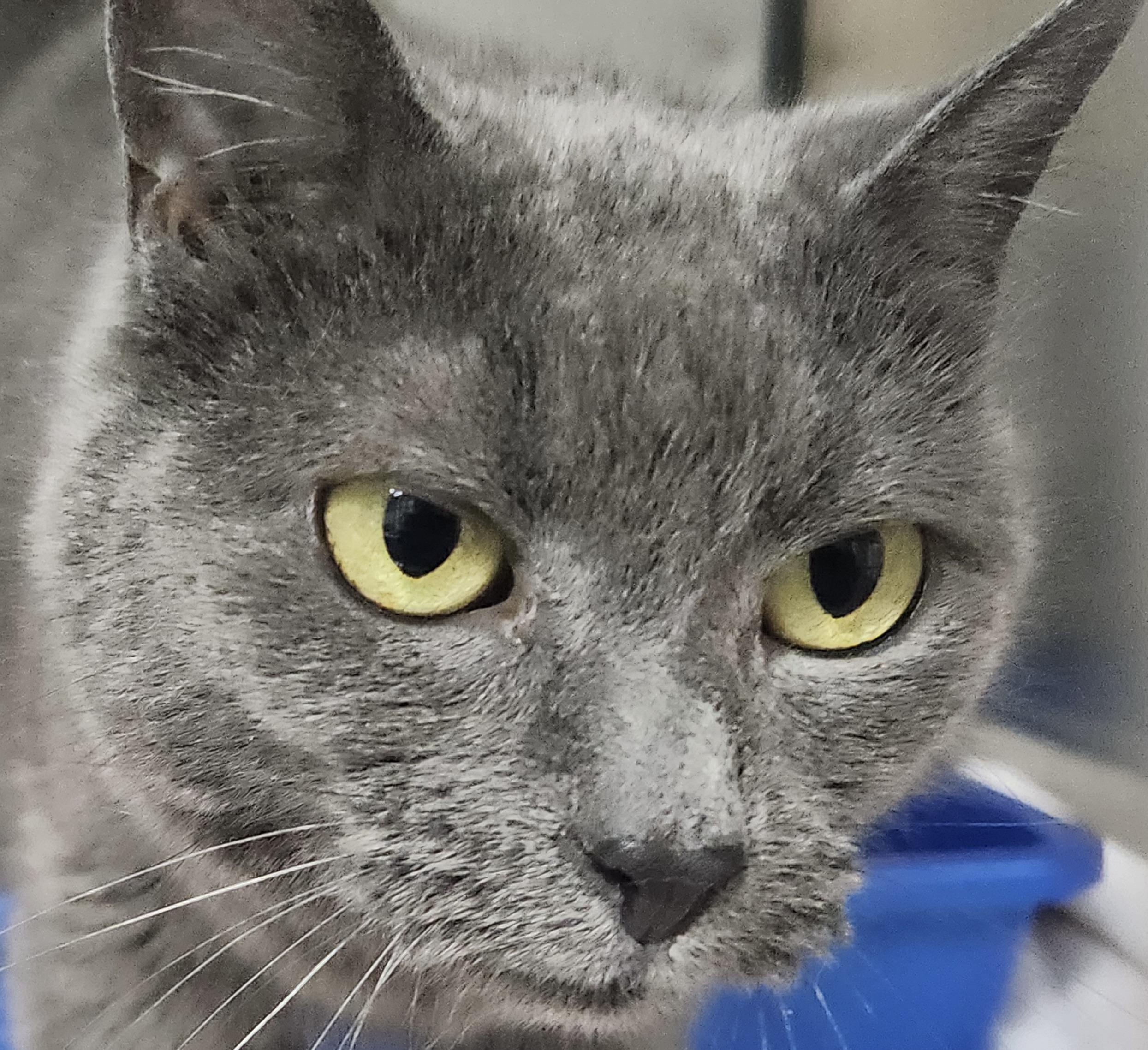 Enlarge Scher, a Adopted Domestic Short Hair in Hasbrouck Heights, NJ image 2/4