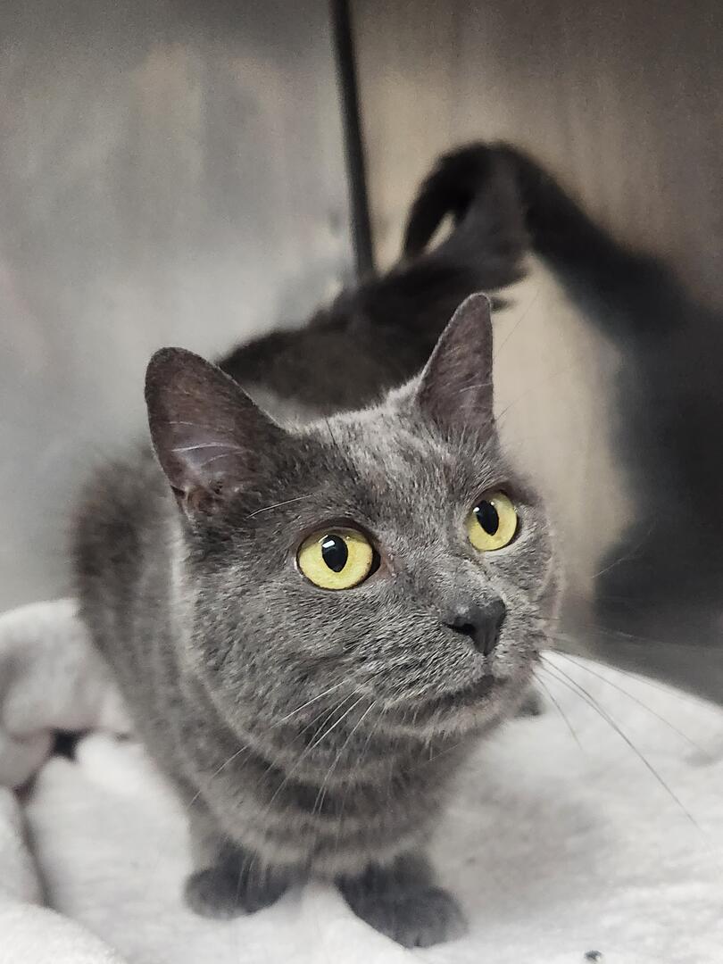 Enlarge Scher, a Adopted Domestic Short Hair in Hasbrouck Heights, NJ image 3/4