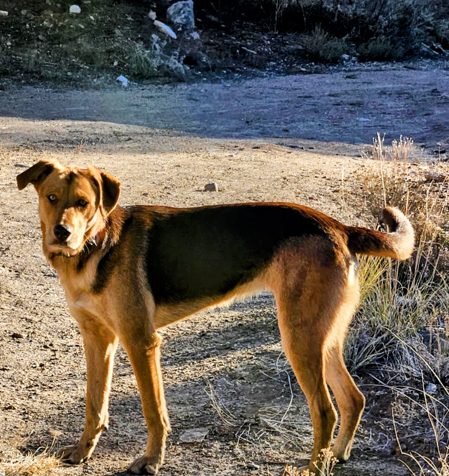 Rosie- social butterfly in training!, Young Female Shepherd