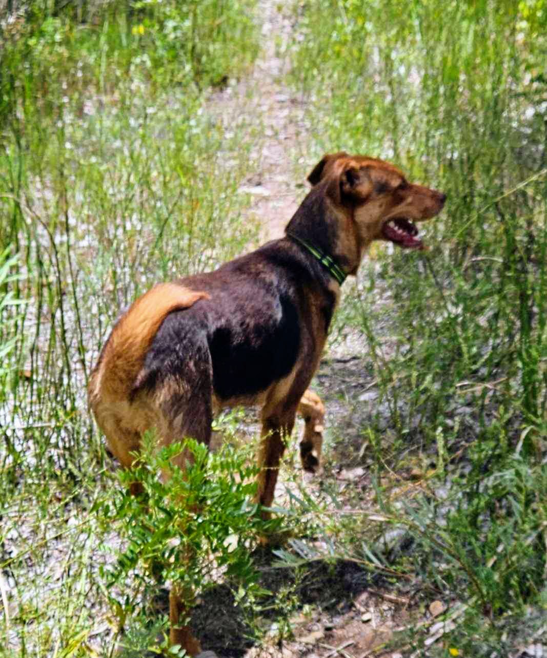 Rosie- social butterfly in training! photo 3