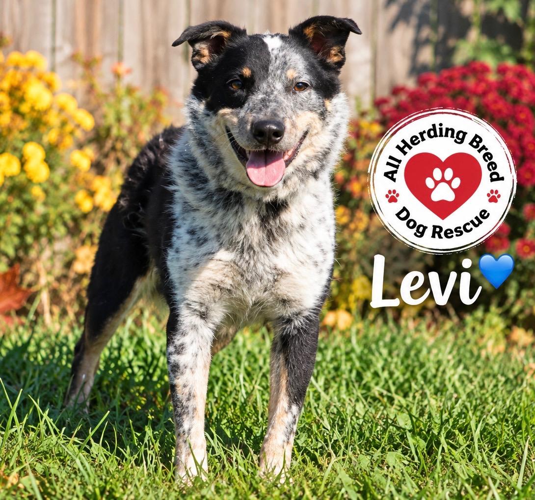 Enlarge Levi, a Adoptable Cattle Dog in Joliet, IL image 2/2