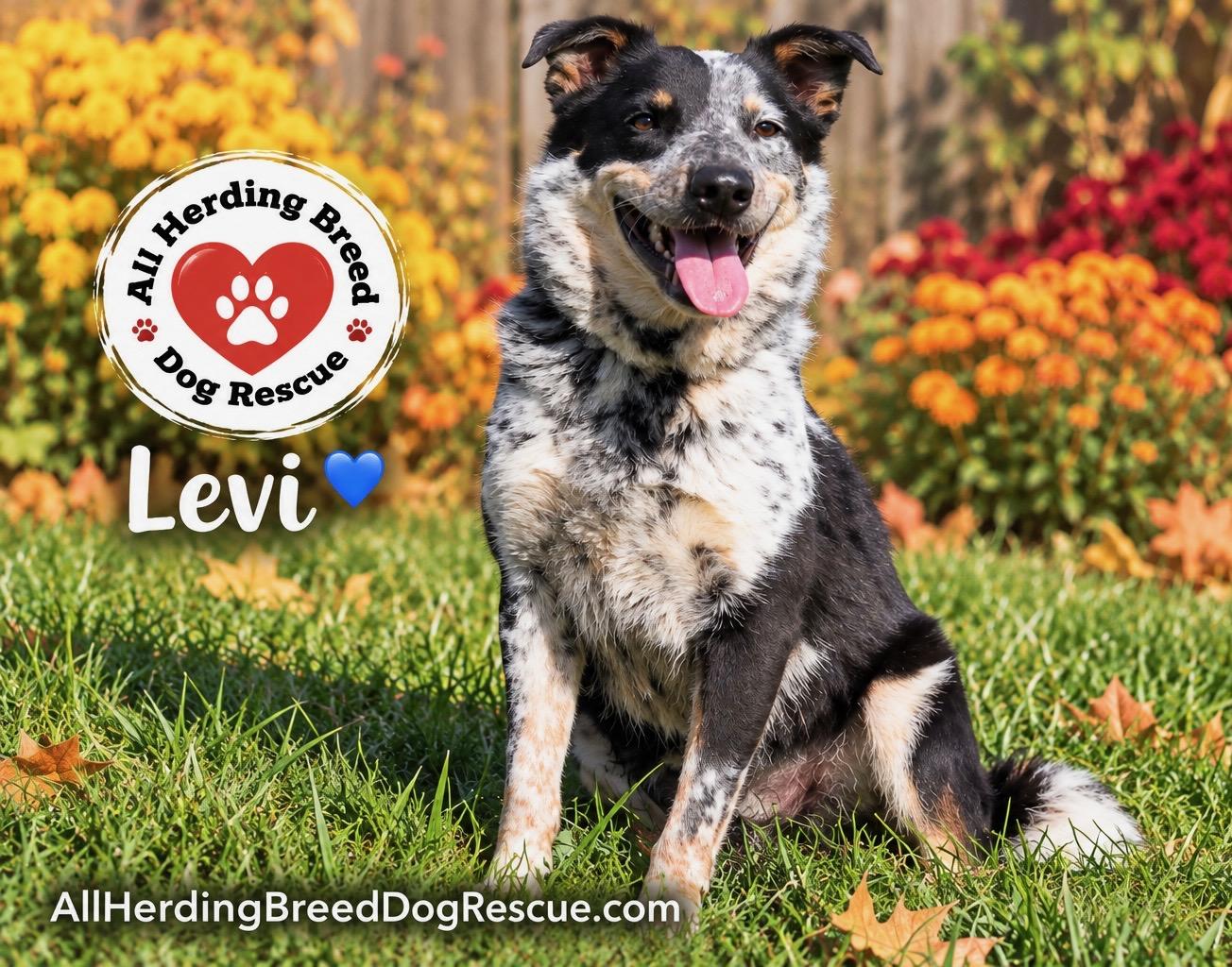 Enlarge Levi, a Adoptable Cattle Dog in Joliet, IL image 1/2