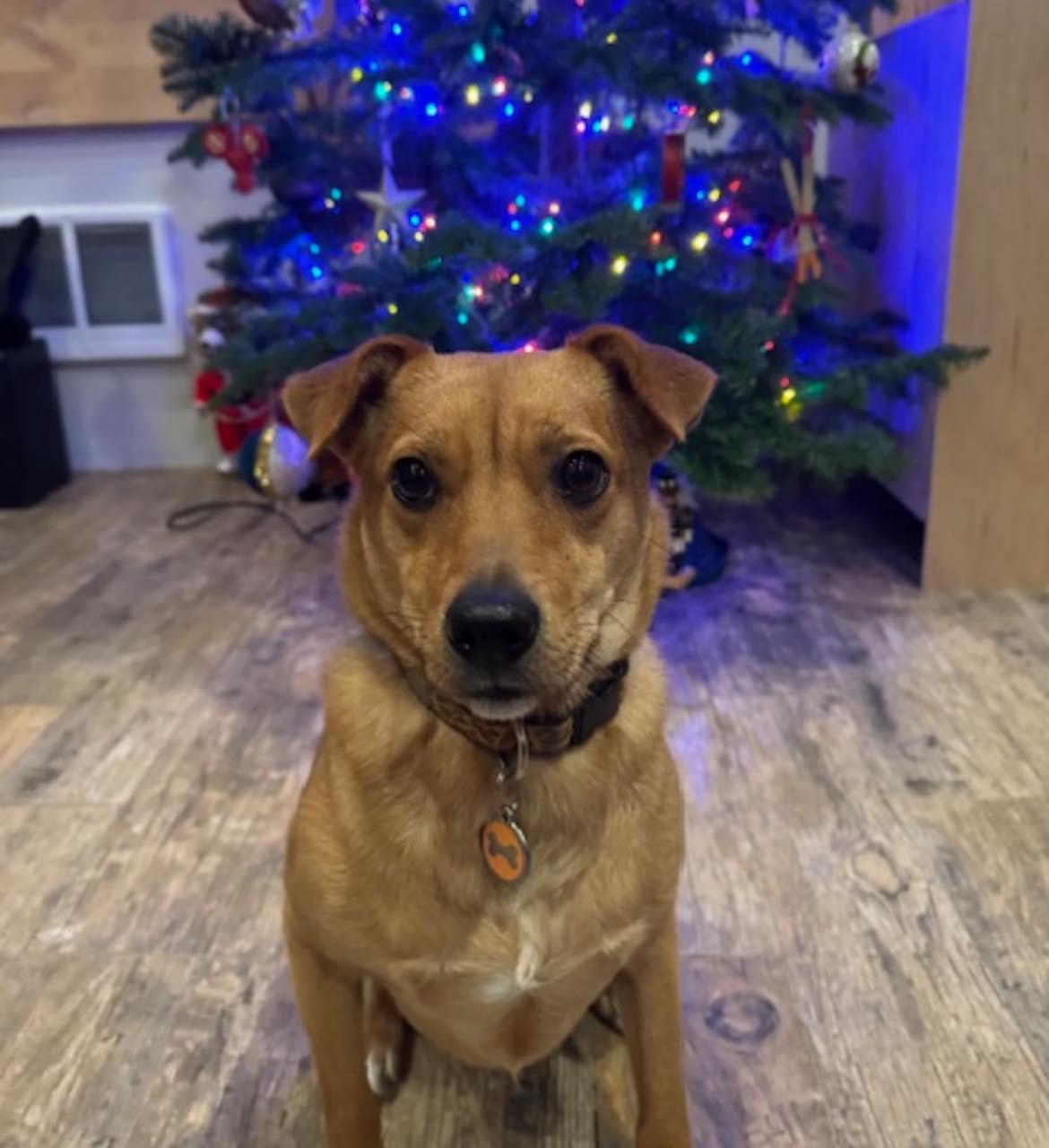 Cocoa, ADOPTABLE, Adult Female Chihuahua.