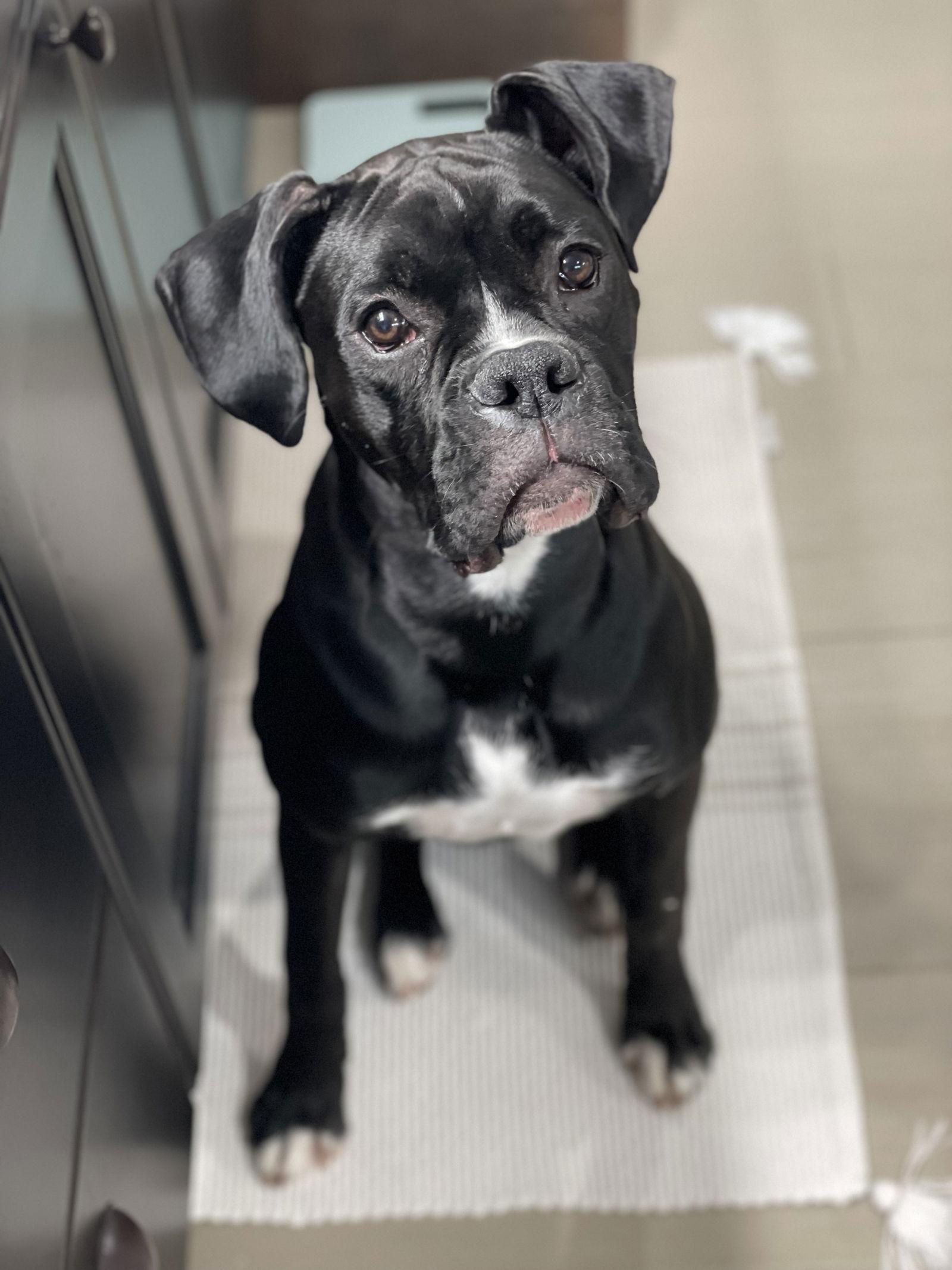 Milo, Adopted, Adult Male Boxer.