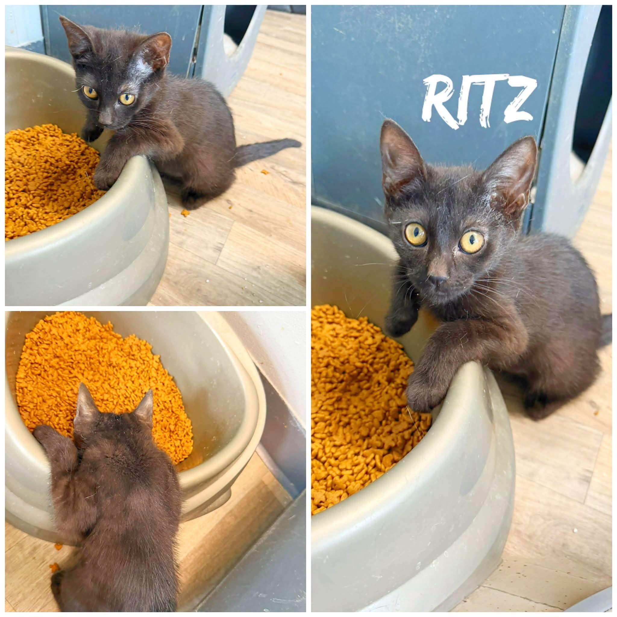 Enlarge Ritz, a ADOPTABLE Domestic Short Hair in Saint James, MO image 1/1