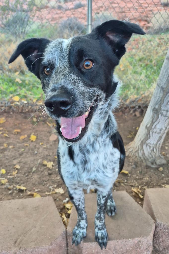 Bunda, ADOPTABLE, Adult Male Australian Cattle Dog / Blue Heeler.