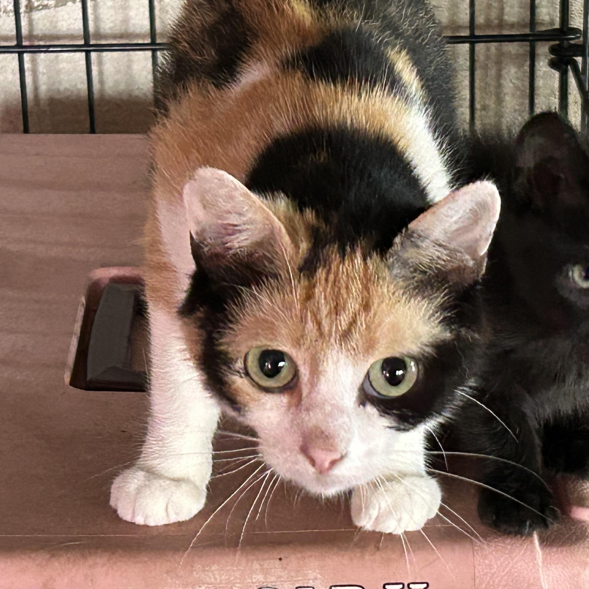 Lucy, Adoptable, Adult Female American Shorthair.