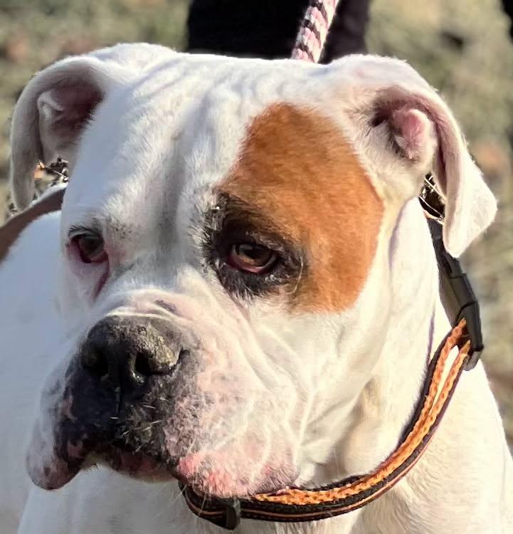 Collin, a Adoptable Boxer in Fountaintown, IN image 2/5