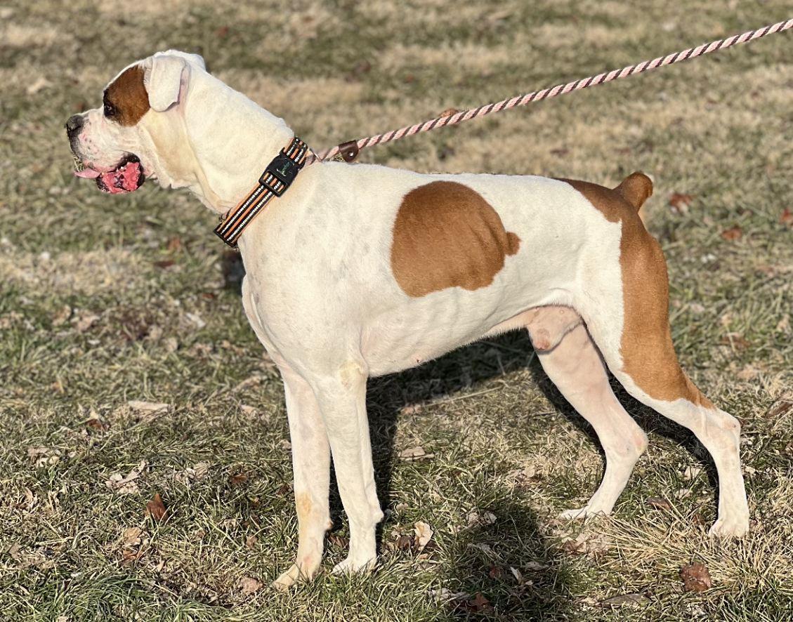 Collin, a Adoptable Boxer in Fountaintown, IN image 5/5