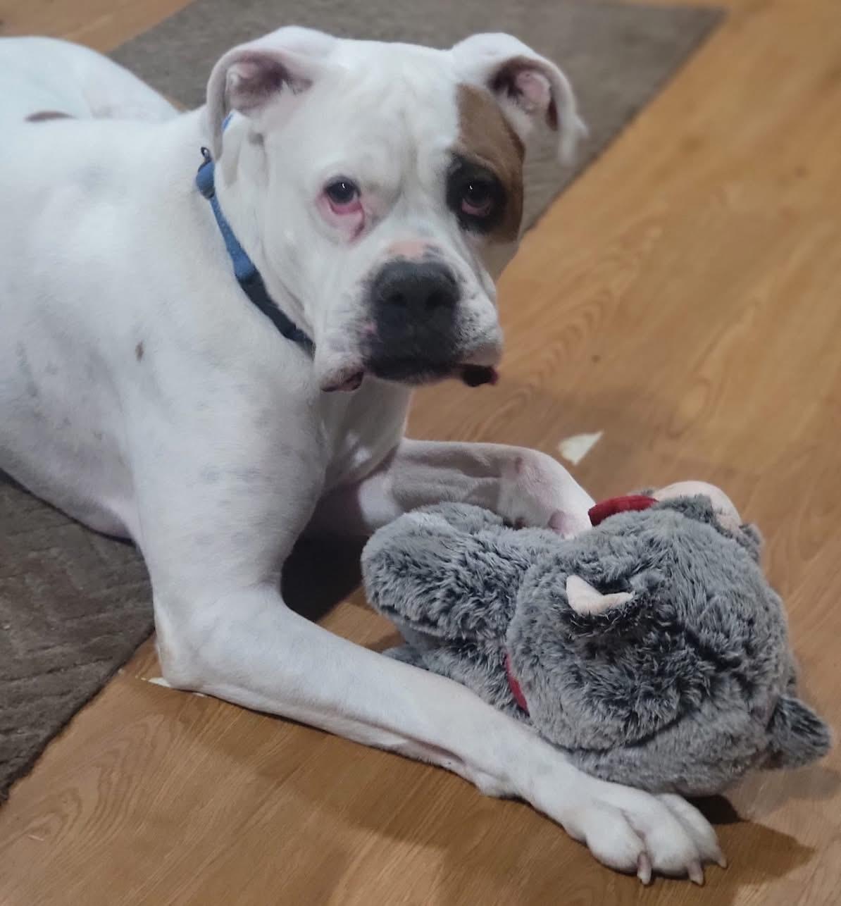 Enlarge Collin, a Adoptable Boxer in Fountaintown, IN image 6/6