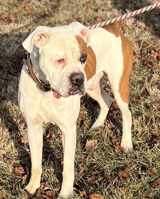 Collin, Adoptable, Young Male Boxer.