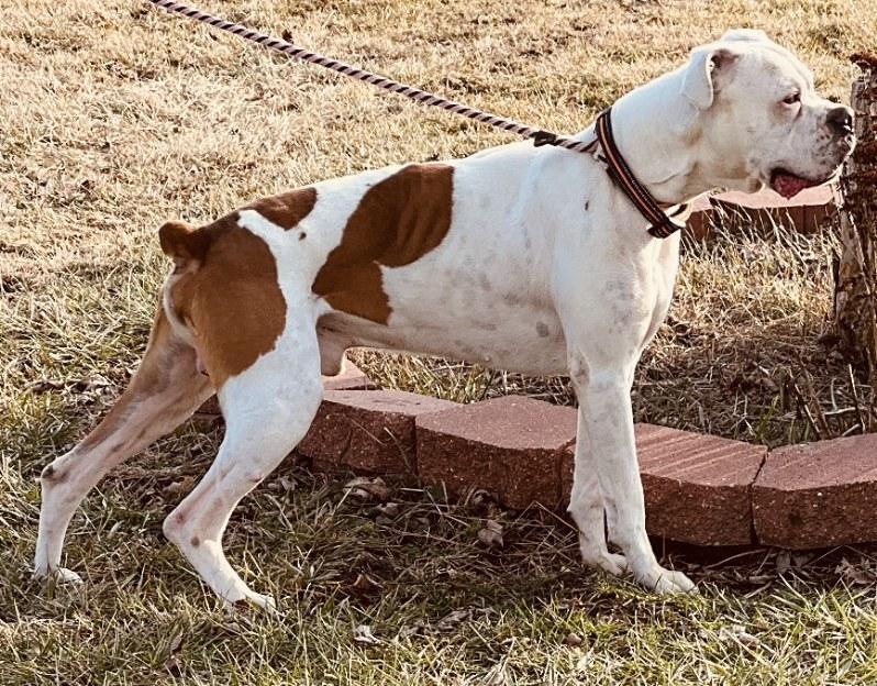 Collin, a Adoptable Boxer in Fountaintown, IN image 4/5