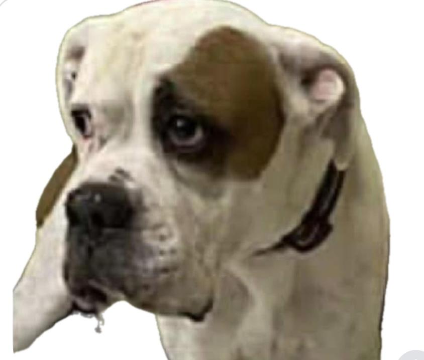 Collin, a Adoptable Boxer in Fountaintown, IN image 3/5