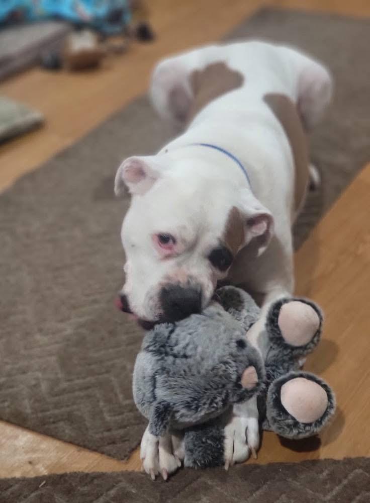 Enlarge Collin, a Adoptable Boxer in Fountaintown, IN image 5/6