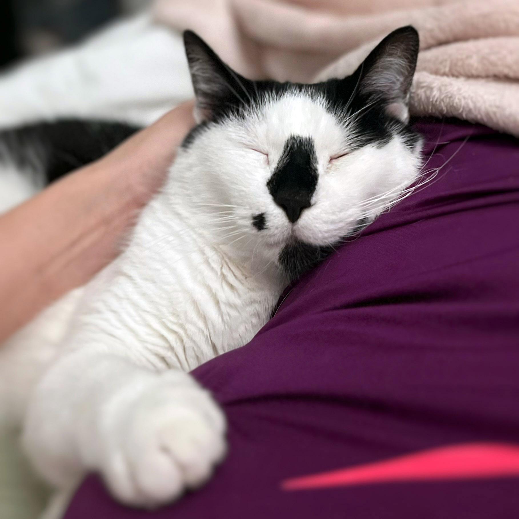Enlarge Oreo, a ADOPTABLE Tuxedo in Chicago, IL image 2/6