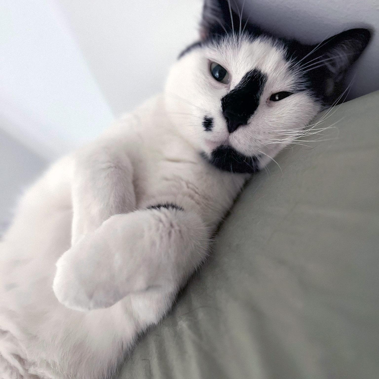 Enlarge Oreo, a ADOPTABLE Tuxedo in Chicago, IL image 3/6