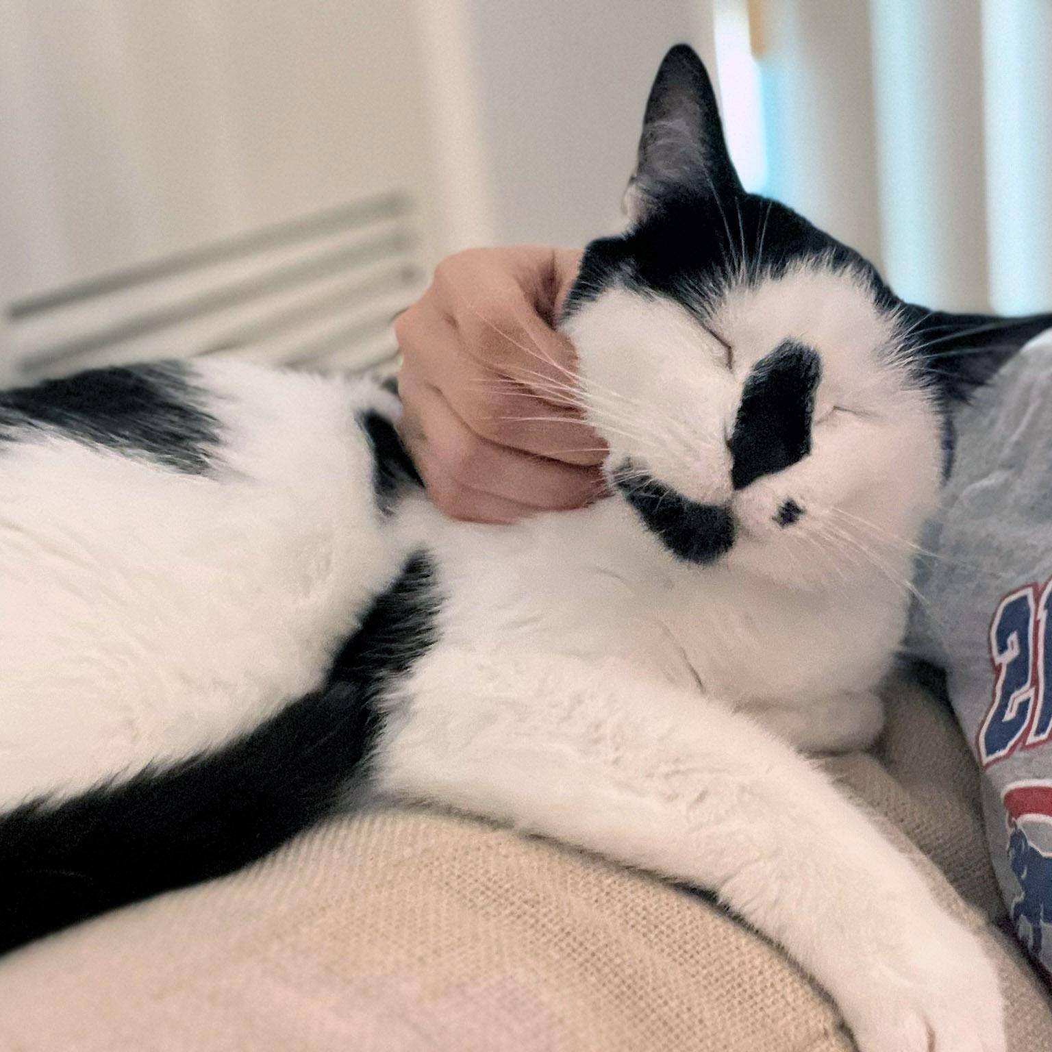 Enlarge Oreo, a ADOPTABLE Tuxedo in Chicago, IL image 6/6