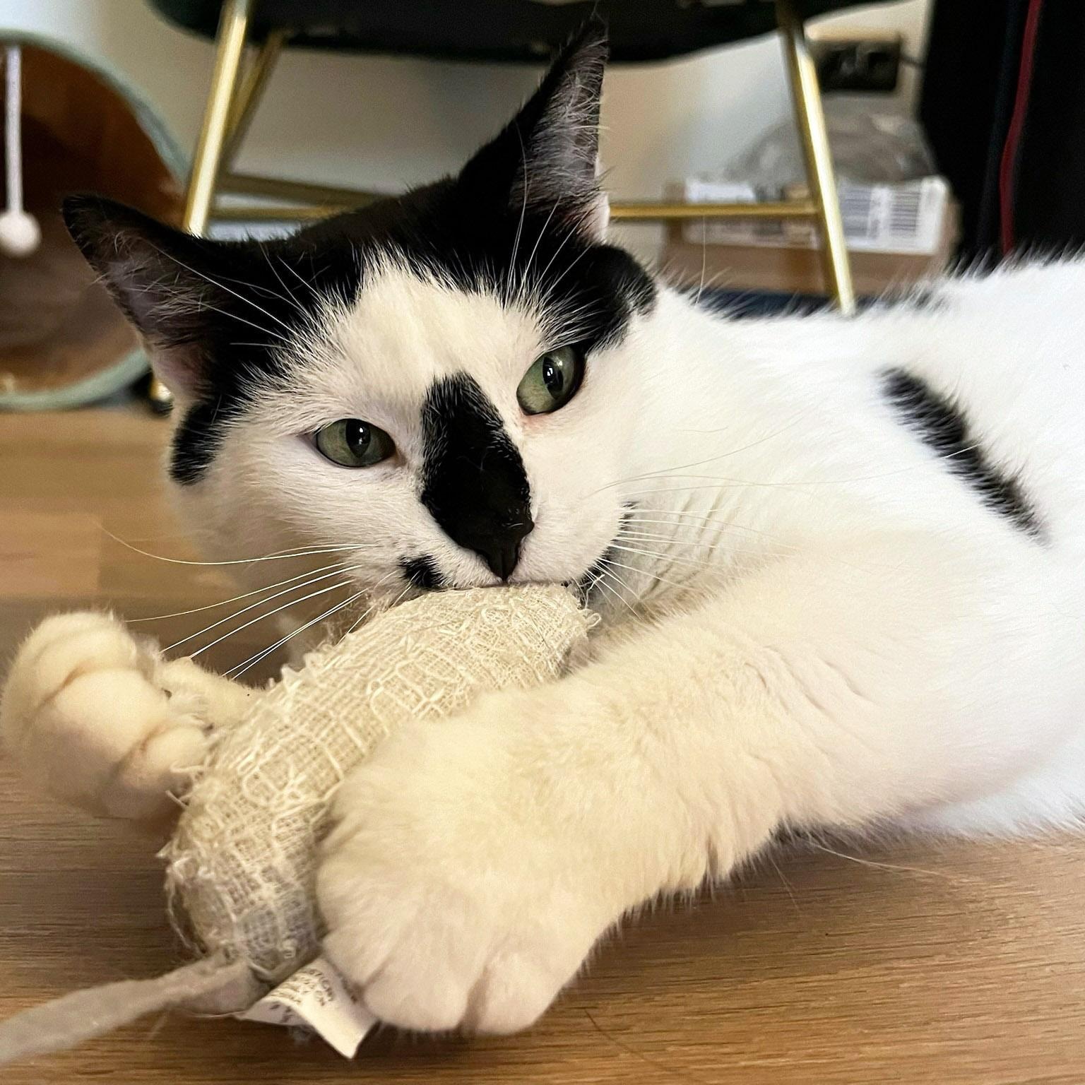 Enlarge Oreo, a ADOPTABLE Tuxedo in Chicago, IL image 4/6