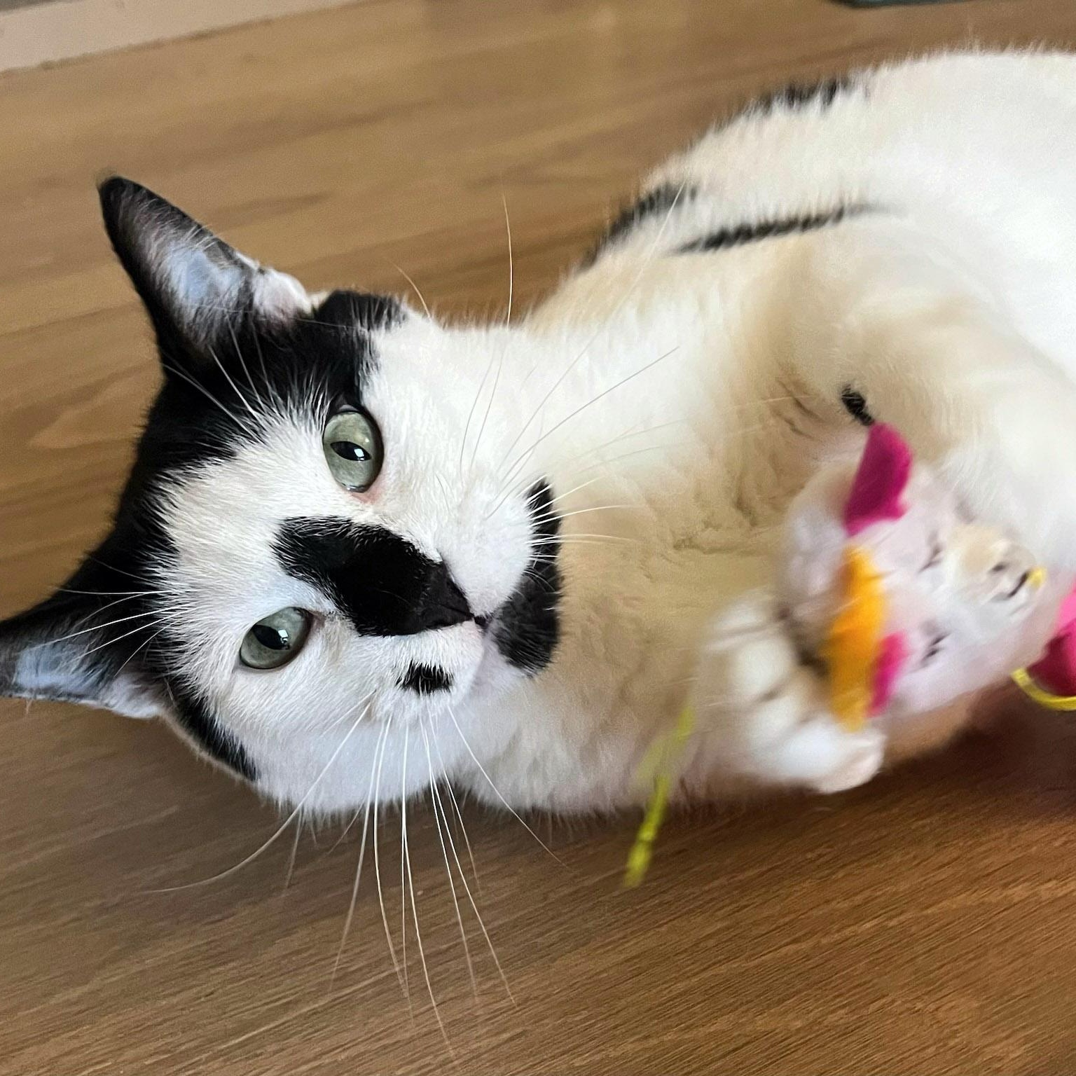 Oreo, ADOPTABLE, Adult Male Tuxedo.