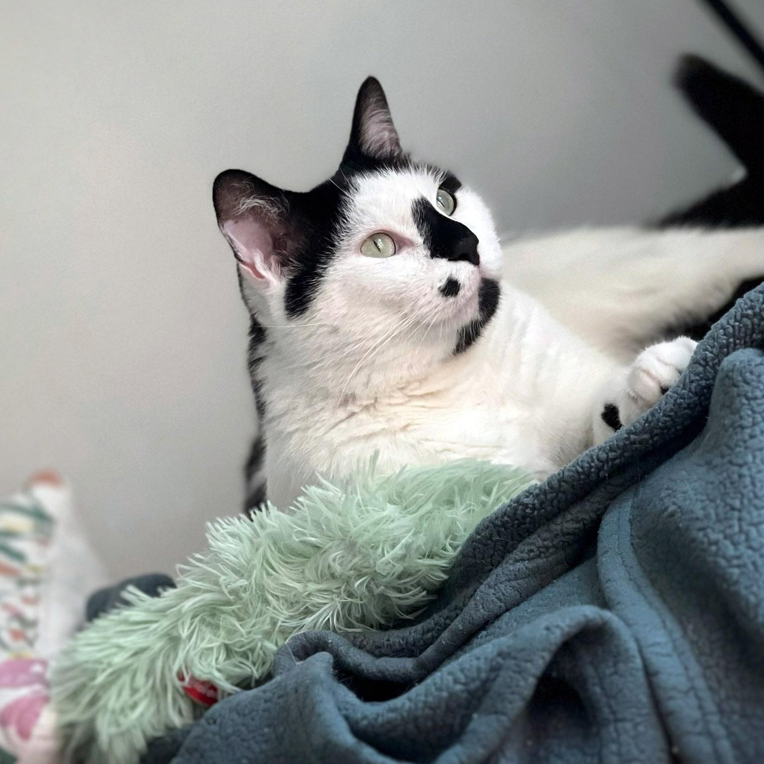 Enlarge Oreo, a ADOPTABLE Tuxedo in Chicago, IL image 5/6