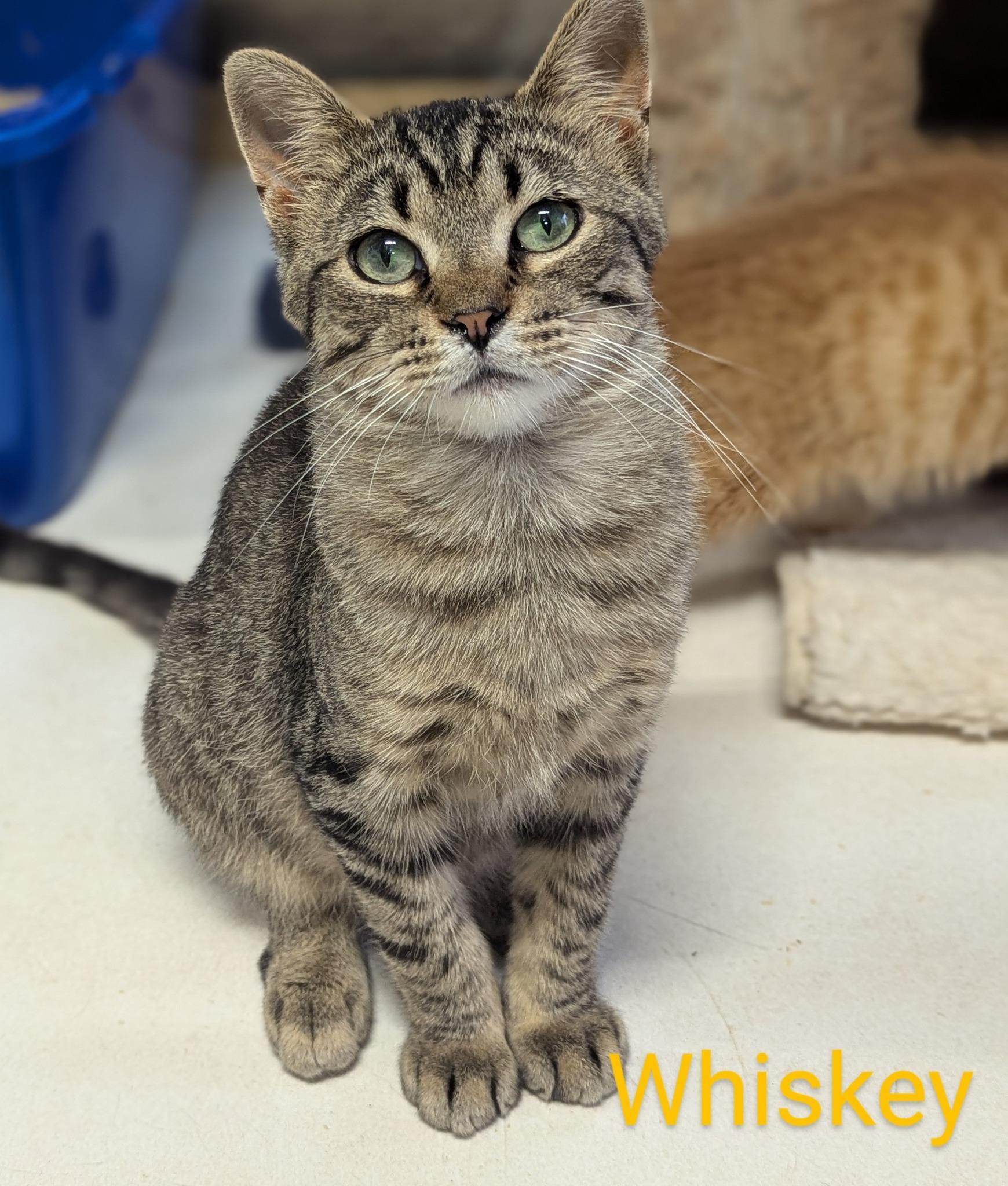 Enlarge Whiskey, a Adoptable Domestic Short Hair in Fort Ripley, MN image 2/2