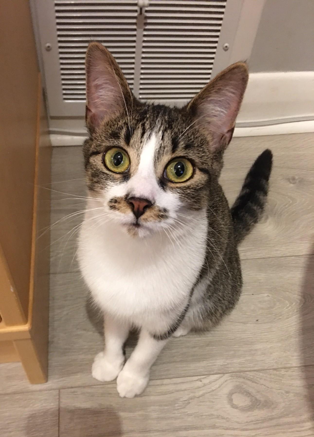 Moxie MUST BE ADOPTED WITH TOTO OR BUDDY CAT, ADOPTABLE, Young Female Domestic Short Hair.