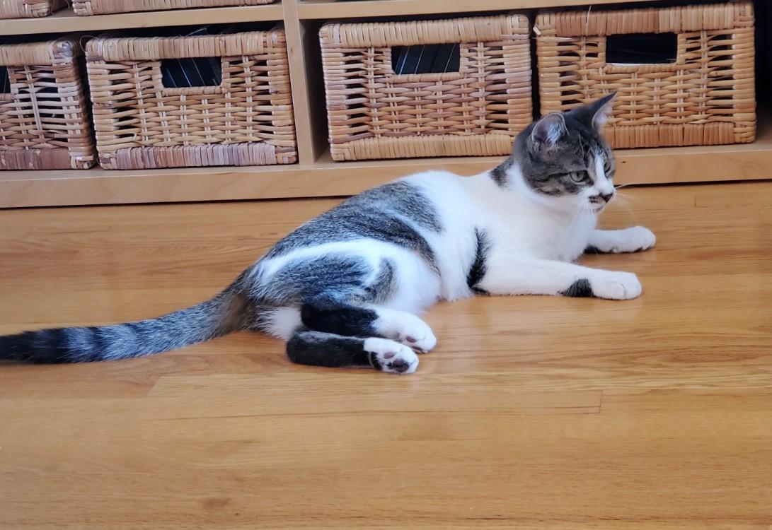 Enlarge Moxie MUST BE ADOPTED WITH TOTO OR BUDDY CAT, a ADOPTABLE Domestic Short Hair in Toronto, ON image 2/4