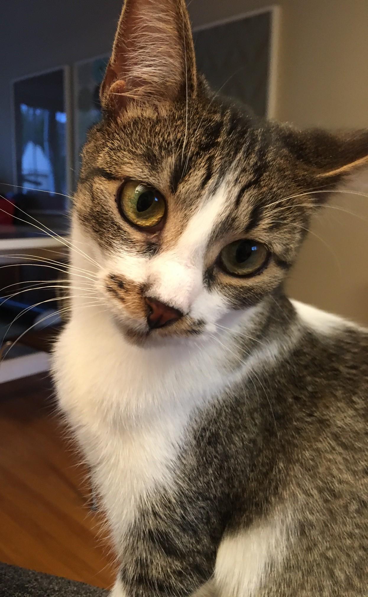 Enlarge Moxie MUST BE ADOPTED WITH TOTO OR BUDDY CAT, a ADOPTABLE Domestic Short Hair in Toronto, ON image 3/4