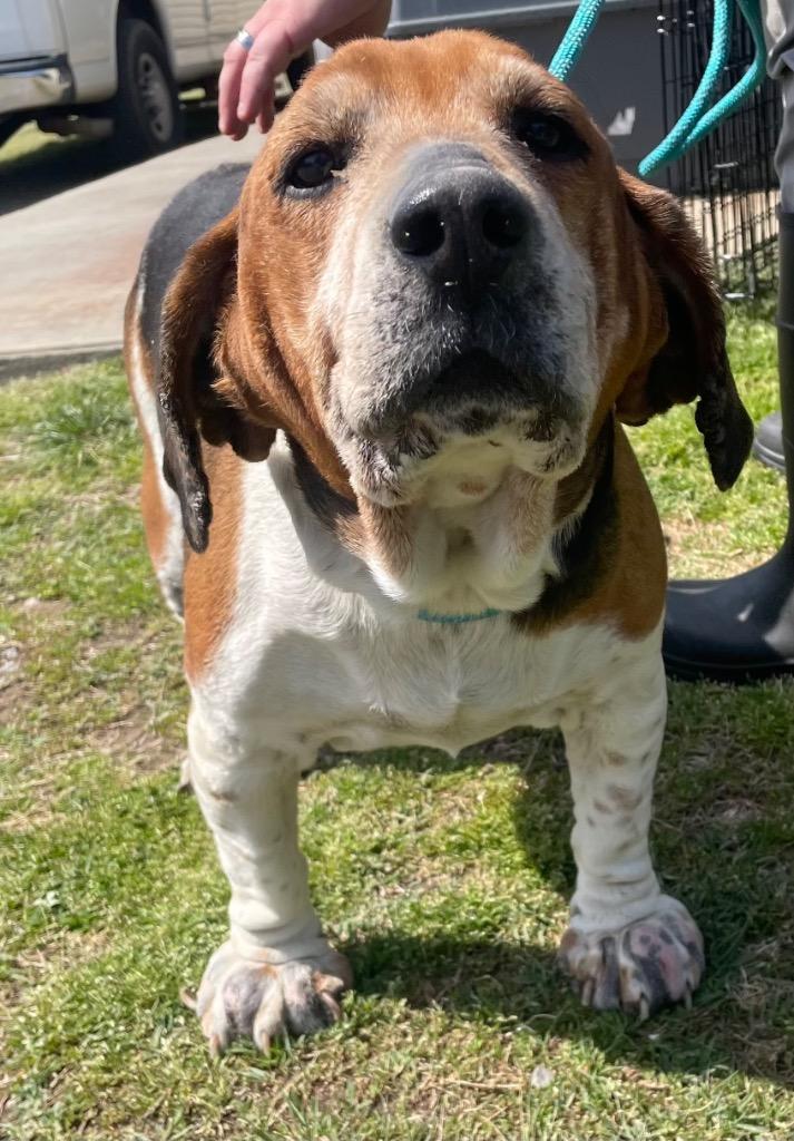 Moe, Adoptable, Senior Male Beagle & Basset Hound.