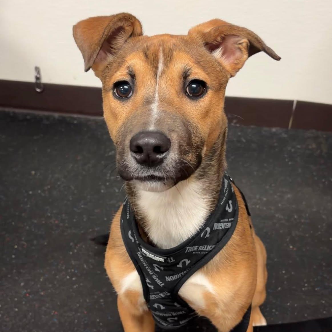 Enlarge Baby, a ADOPTABLE mixed breed in Valparaiso, IN image 2/3