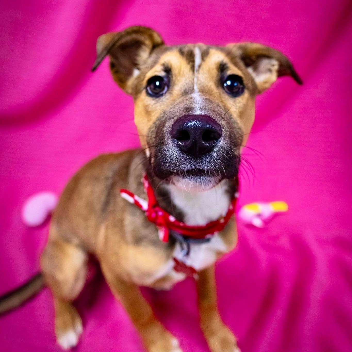 Baby, ADOPTABLE, Young Female Labrador Retriever & Husky.