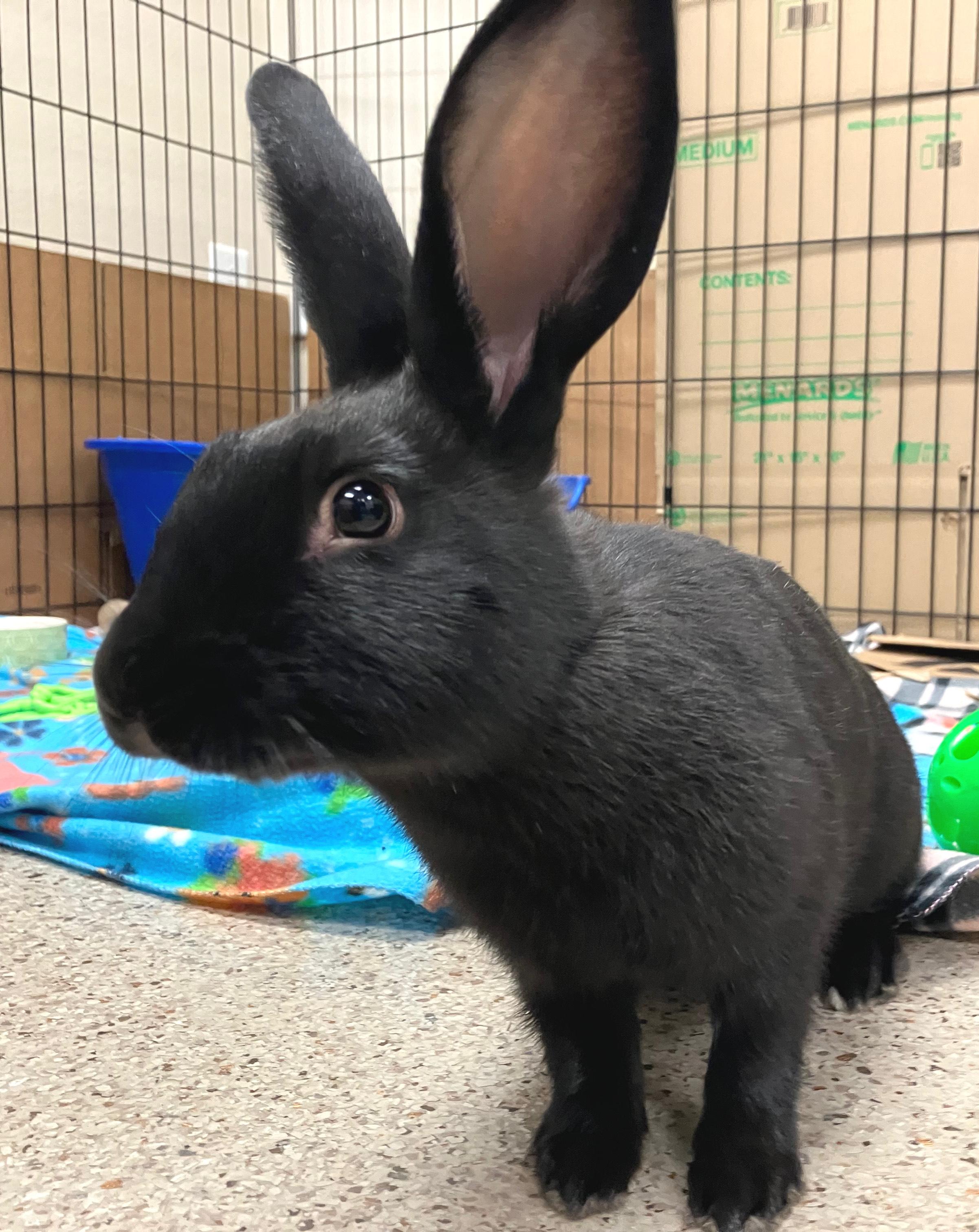 Lana, Adoptable, Baby Female Havana.