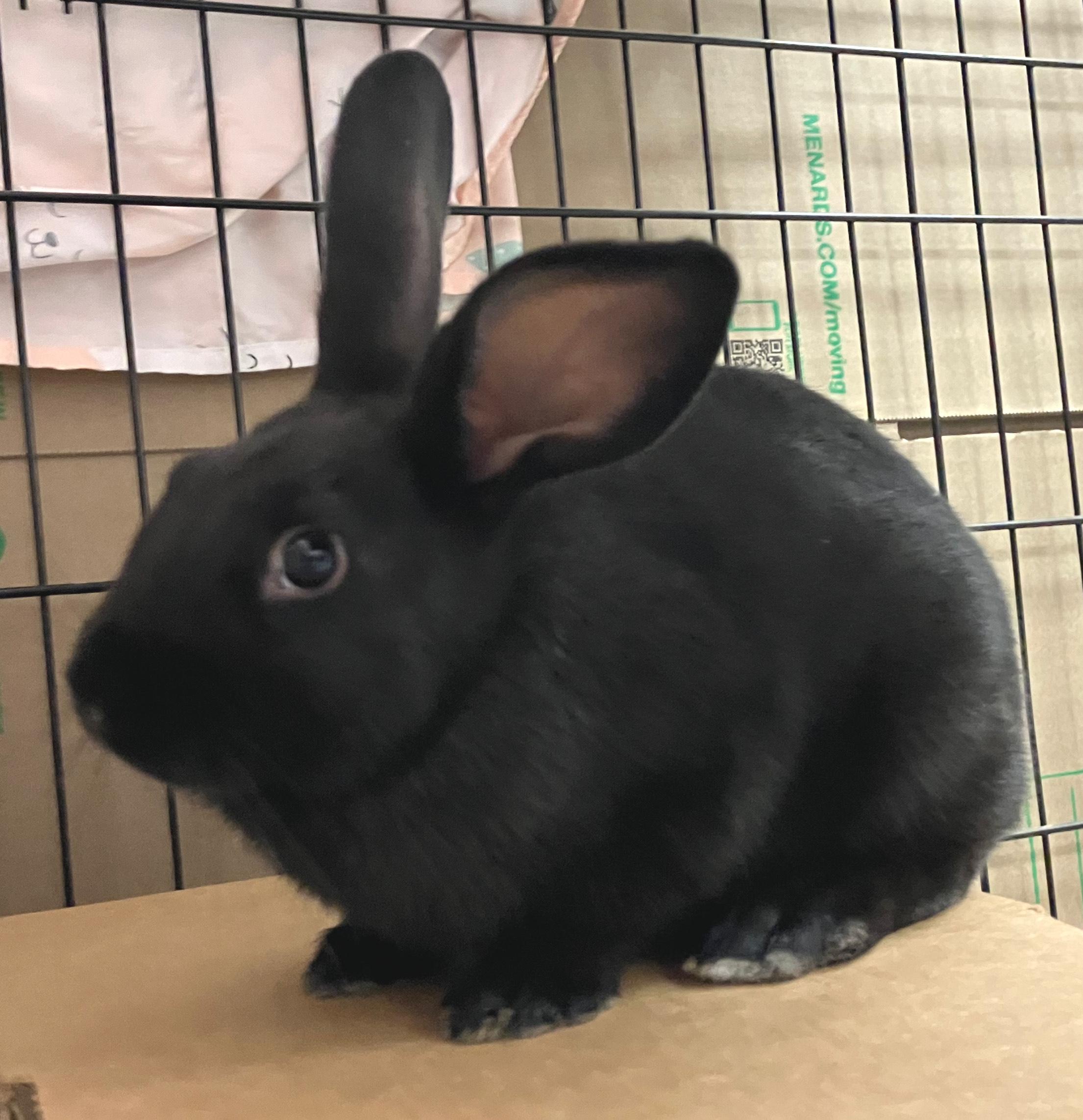 Lana, a Adoptable Havana in Oshkosh, WI image 2/3