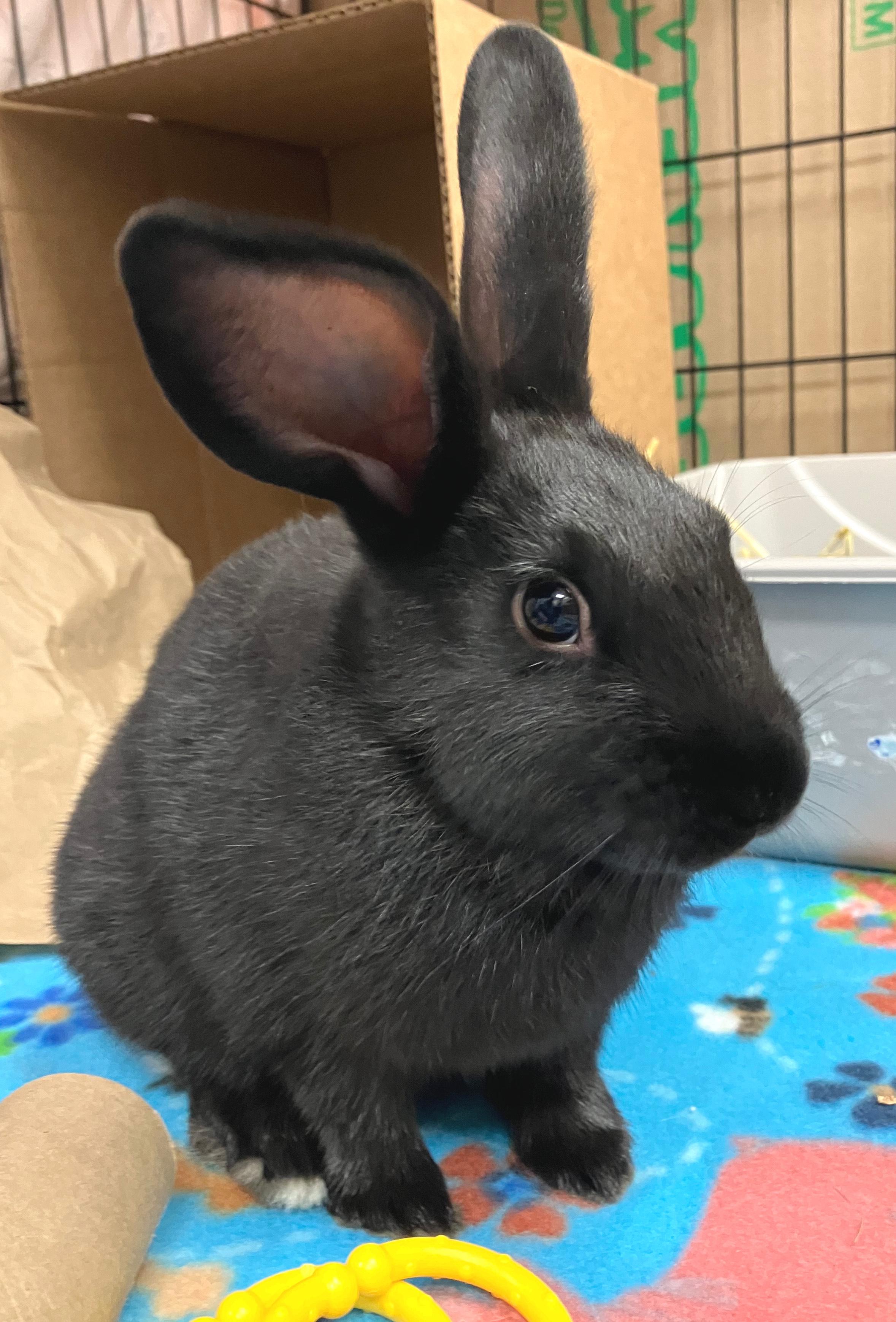 Lana, Adoptable, Baby Female Havana.