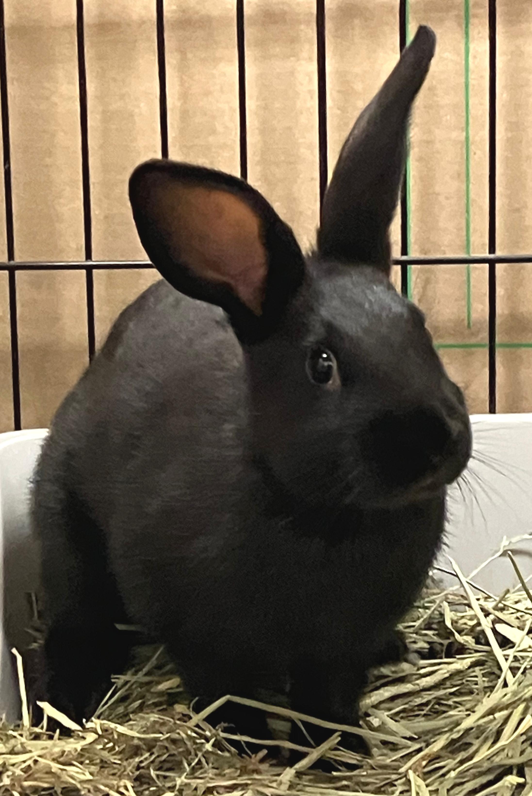 Lana, a Adoptable Havana in Oshkosh, WI image 3/3