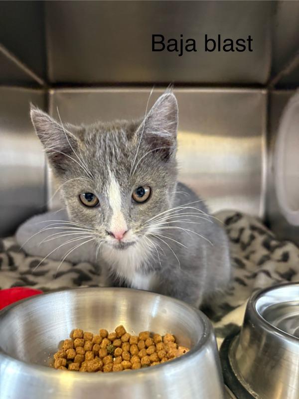 Enlarge Baja Blast, a Adoptable mixed breed in Knoxville, TN image 1/1