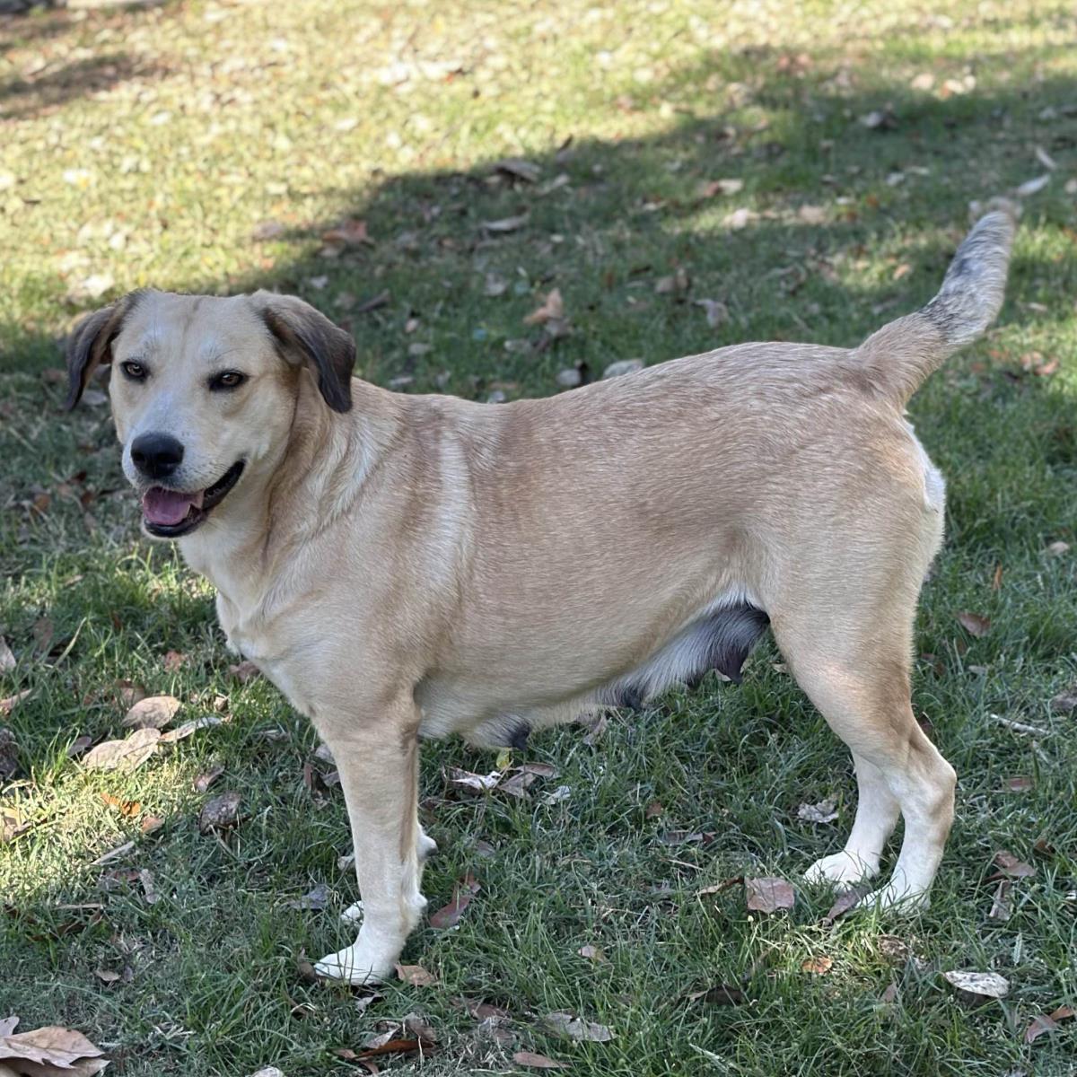 Enlarge Alison, a Adoptable Labrador Retriever in Locust Fork, AL image 3/3