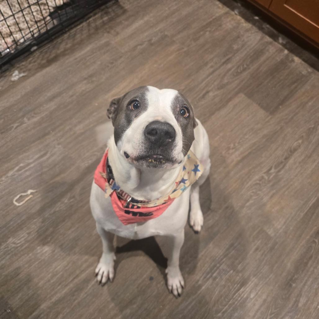 Bella, Adoptable, Adult Female American Staffordshire Terrier.