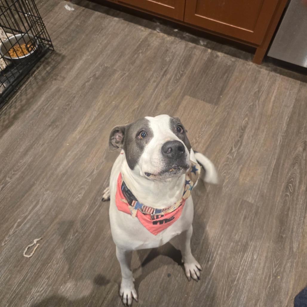 Bella, a Adoptable American Staffordshire Terrier in Collinsville , OK image 2/4
