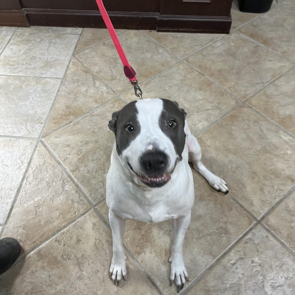 Enlarge Bella, a Adoptable American Staffordshire Terrier in Collinsville , OK image 1/1