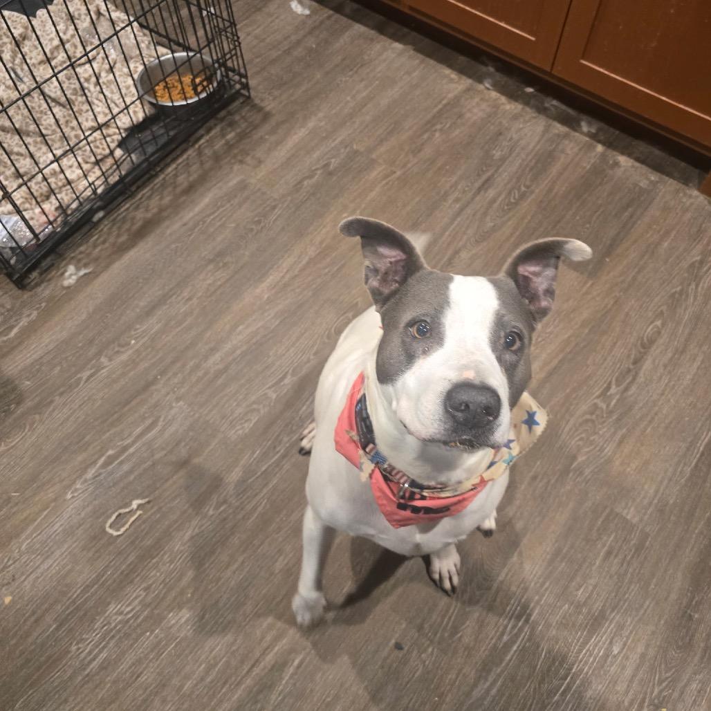 Bella, a Adoptable American Staffordshire Terrier in Collinsville , OK image 4/4