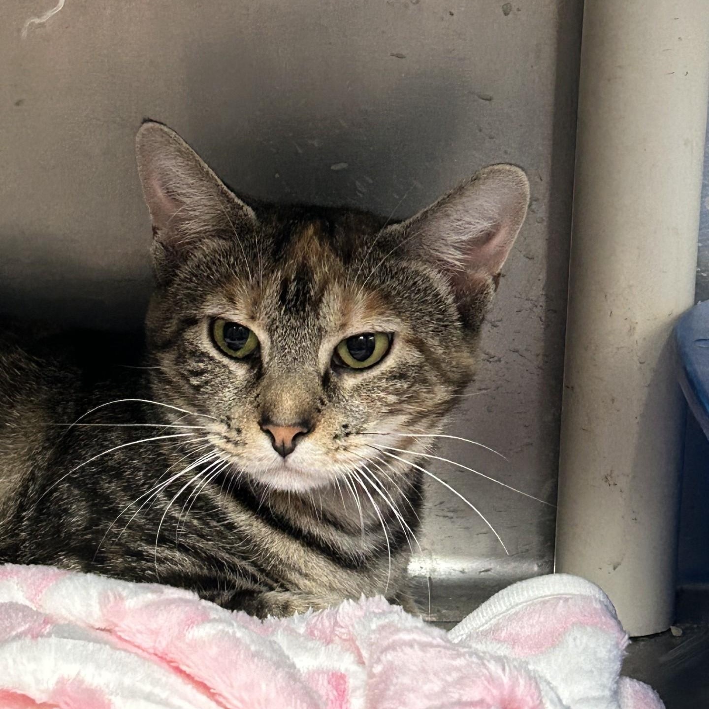 Enlarge Marley, a Adoptable Domestic Short Hair in Triadelphia, WV image 1/1