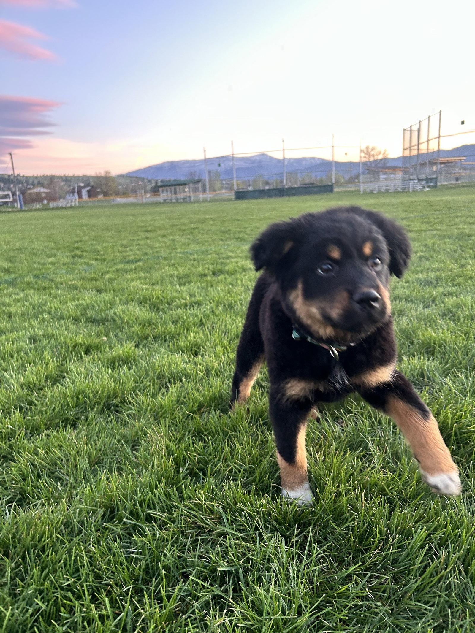 Seeley, Adopted, Puppy Female Shepherd & Great Pyrenees.
