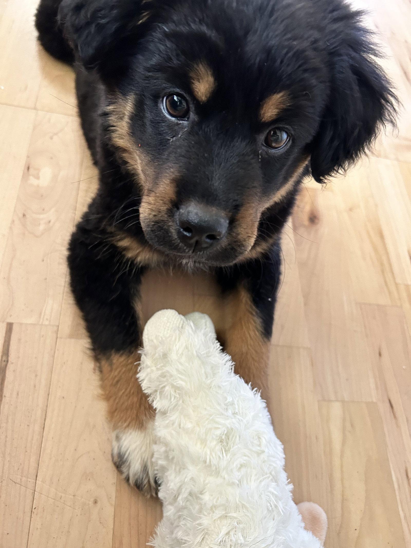 Seeley, a Adopted mixed breed in Polson, MT image 2/3