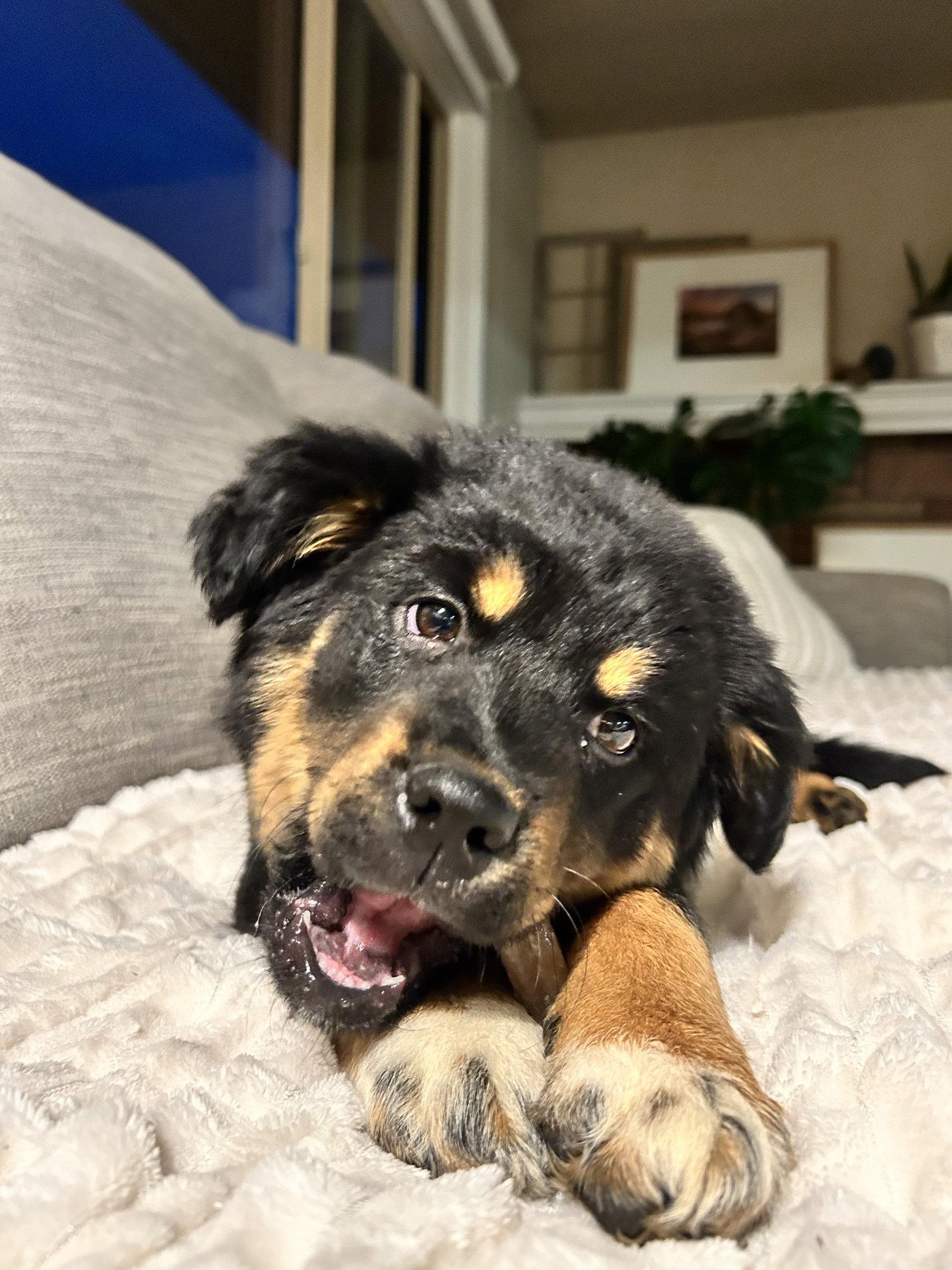 Seeley, a Adopted mixed breed in Polson, MT image 3/3