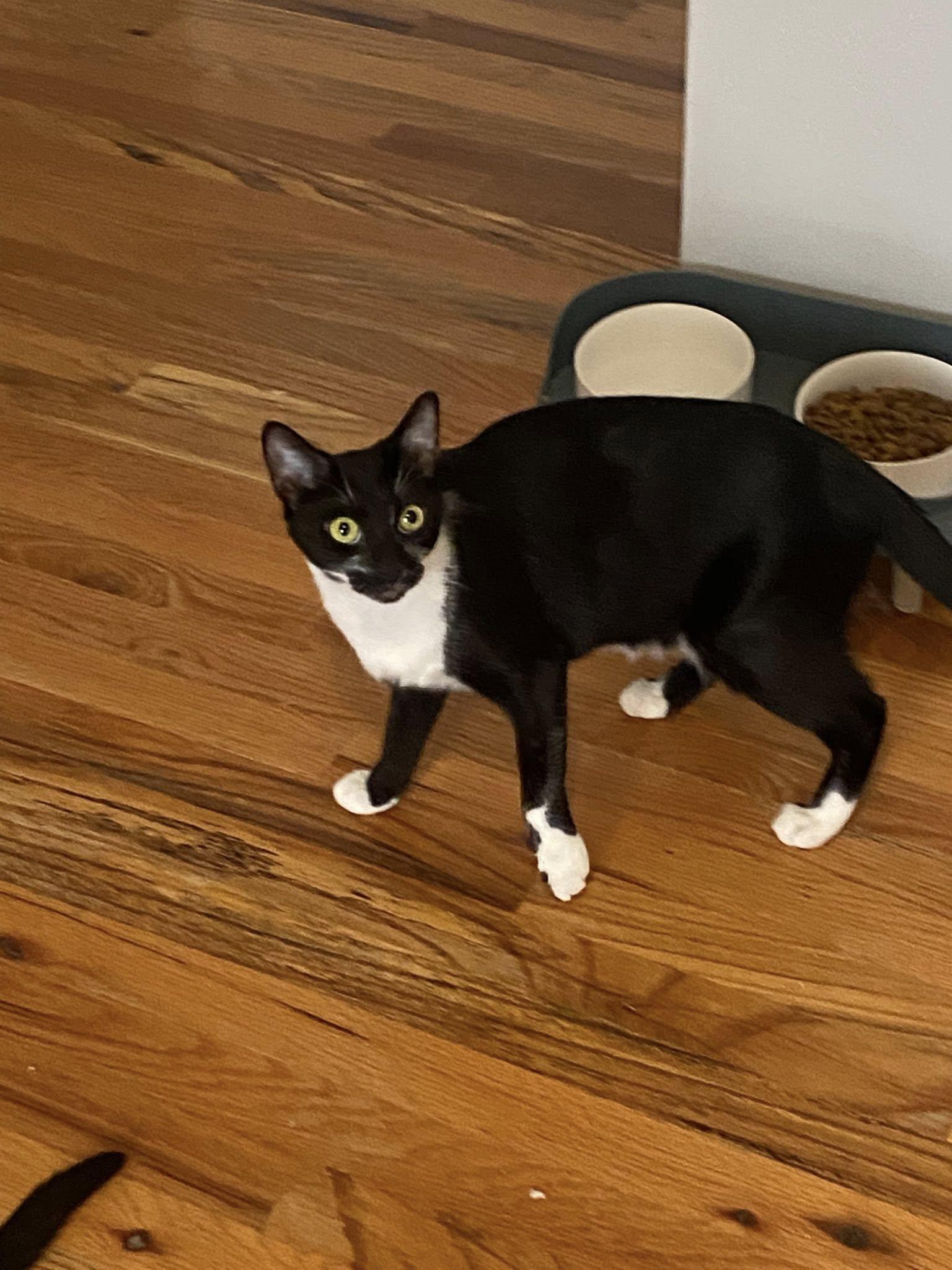 Patches and Peaches, Adoptable, Young Male American Shorthair.